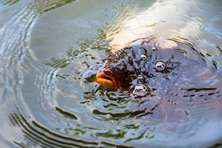 黑甲鱼nishikigigoi在清水池中游泳图片
