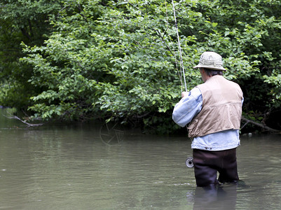 在背景中有树木的鳟鱼溪流上涉水的渔夫图片