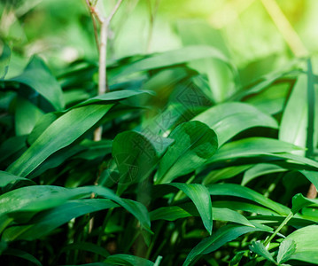 春季医学营养植物和森林中新鲜天然野生熊蒜叶图片