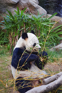 大熊猫Ailuropodamelanoleu图片