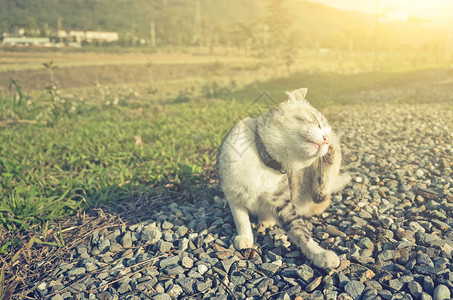 户外小猫痒痒图片