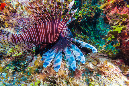 古巴拉戈岛礁洞附近的狮子鱼Pterois与五图片