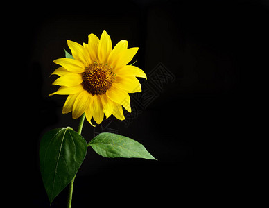 黑色背景上的成熟向日葵图片素材