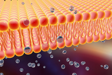 细胞膜脂质双层液体分子通过细胞膜扩散的数字图示细胞膜的微观视图生物学背图片