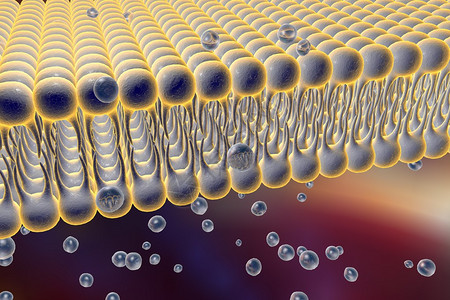 细胞膜脂质双层液体分子通过细胞膜扩散的数字图示细胞膜的微观视图生物学背图片