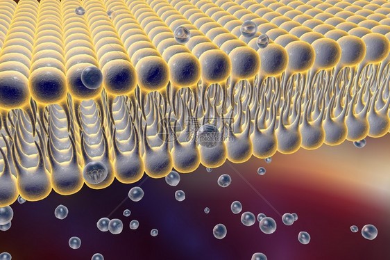 细胞膜脂质双层液体分子通过细胞膜扩散的数字图示细胞膜的微观视图生物学背图片