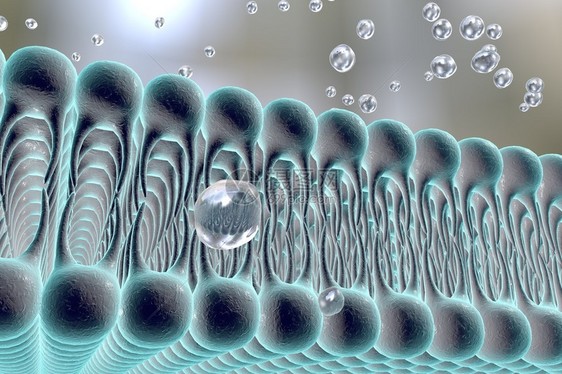 细胞膜脂质双层液体分子通过细胞膜扩散的数字图示细胞膜的微观视图生物学背图片