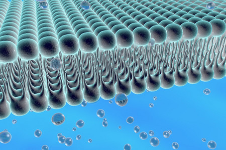 细胞膜脂质双层液体分子通过细胞膜扩散的数字图示细胞膜的微观视图生物学背图片