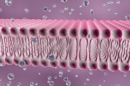 细胞膜脂质双层液体分子通过细胞膜扩散的数字图示细胞膜的微观视图生物学背图片