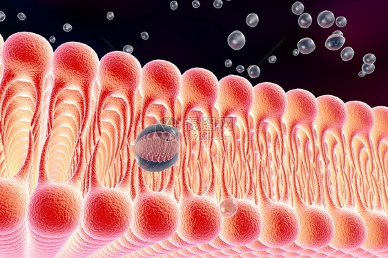 脂质双分子层液体分子通过细胞膜扩散的数字插图细胞膜的微观视图生物学背图片