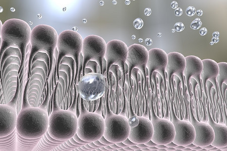 细胞膜脂质双层液体分子通过细胞膜扩散的数字图示细胞膜的微观视图生物学背背景图片