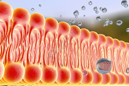 细胞膜脂质双层液体分子通过细胞膜扩散的数字图示细胞膜的微观视图生物学背图片