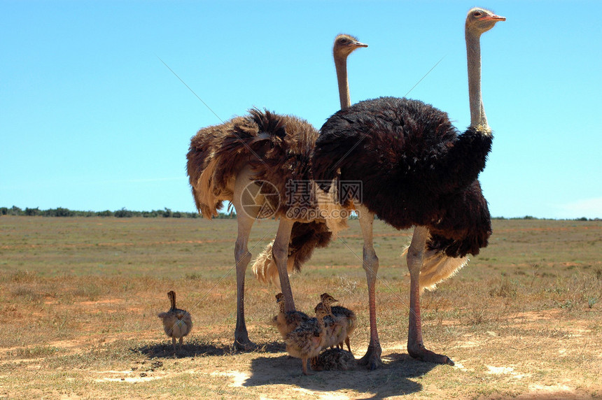 一只雄和一只雌鸵鸟和他的小鸡在南非的一个野生动物保护区观看图片