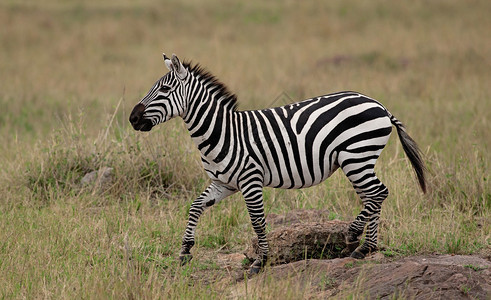 肯尼亚马赛拉萨凡纳的平原ZebraQ图片