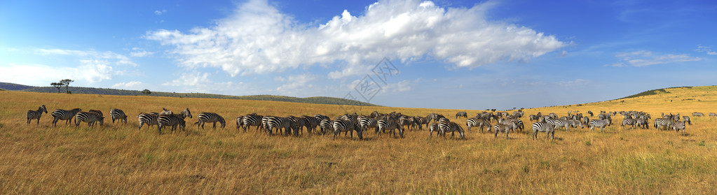 肯尼亚公园MasaiMara肯尼亚的Masa图片