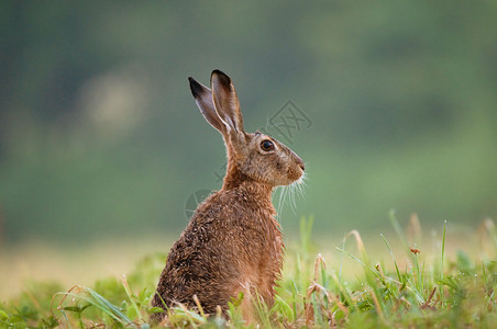 棕色野兔坐在草丛中的照片图片
