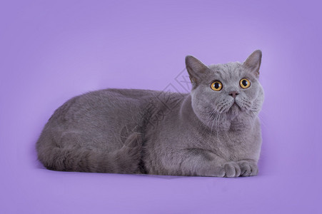 孤立的紫罗兰色背景上的猫图片