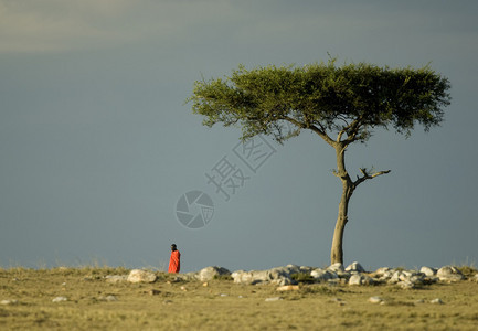 马赛拉肯尼亚图片