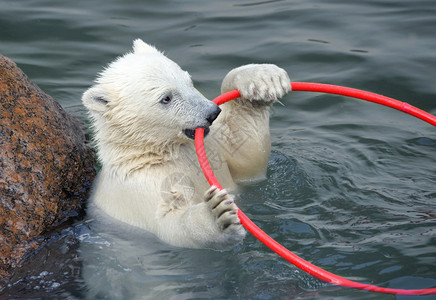 小白北极熊在水中玩耍图片