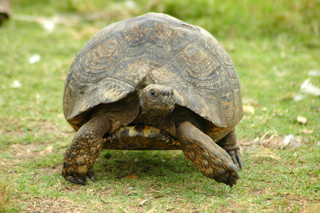 一个活跃的乌龟在南非的一个游戏场上移动和图片