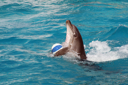 带球游泳的海豚图片