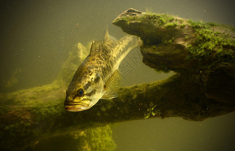 水下位置的大嘴鲈鱼图片