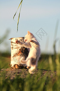 白色小猫与草共舞图片