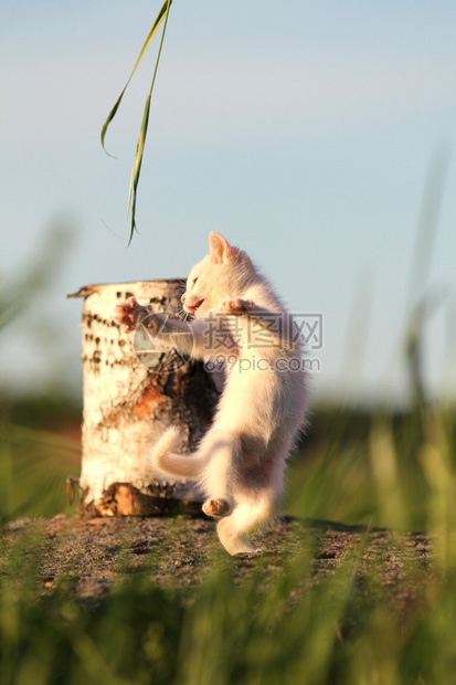白色小猫与草共舞图片