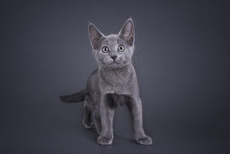 俄罗斯小猫蓝孤立于有色背景图片