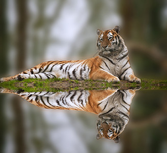 老虎在水中的草地银行反射中放图片