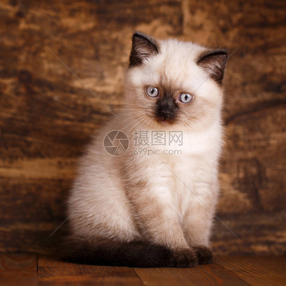 苏格兰直立的猫奶油颜色作为设计元素包装礼品Kitty乳霜颜色图片