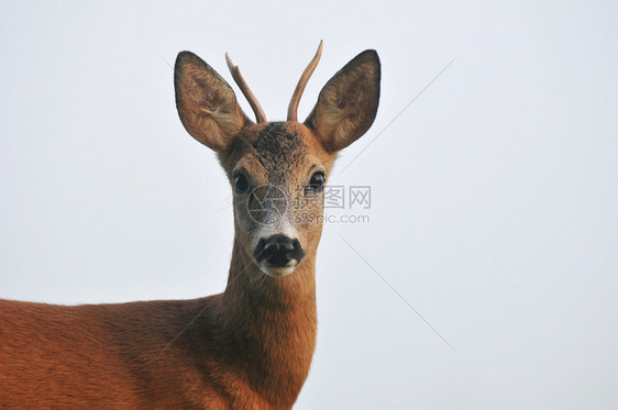 狍的特写照片图片