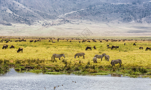 坦桑尼亚NgorongoroCrater的野生动图片