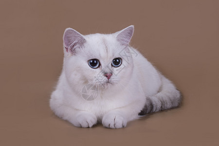 英国猫的银色辣椒孤立图片