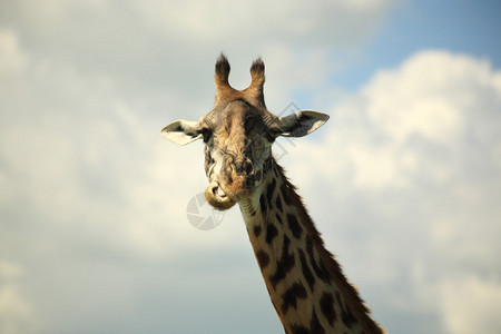 长颈鹿咀嚼它的食物肯尼亚非洲图片