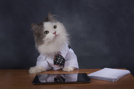 猫经理想念办公室图片