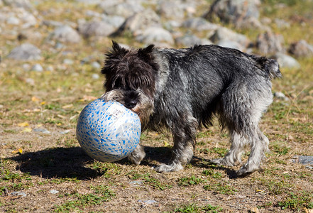 雪纳瑞的小狗玩球图片