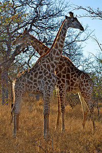 雄和雌长颈鹿在稀树草原吃东西图片