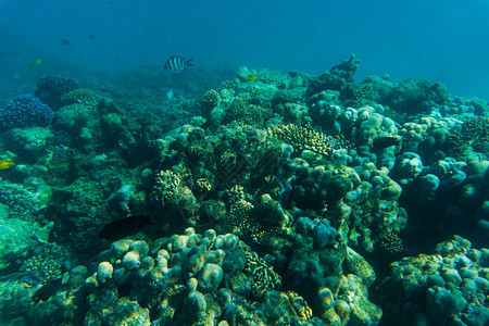 海洋或海洋水下珊瑚礁海图片