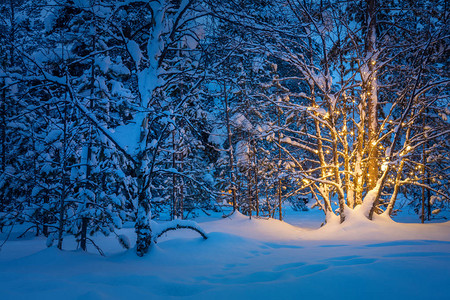 夜雪冬林冬童话中树上有园背景图片