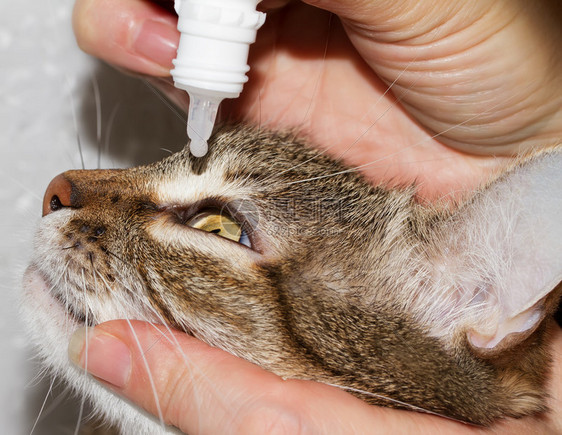 用眼药水治疗的猫眼图片