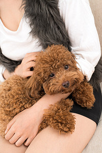 贵宾犬躺在女跪下的特写镜头图片