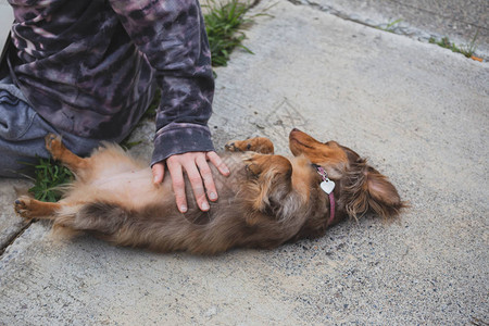 长头发的dappledachshund或dapppledoxie躺在地上图片