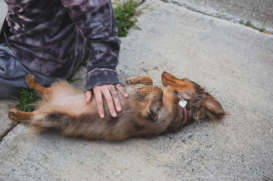 长头发的dappledachshund或dapppledoxie躺在地上图片