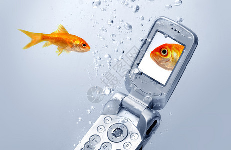 一条金鱼在手机旁边游来去背景图片