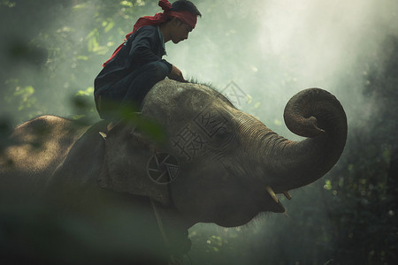 亚洲大象与野图片