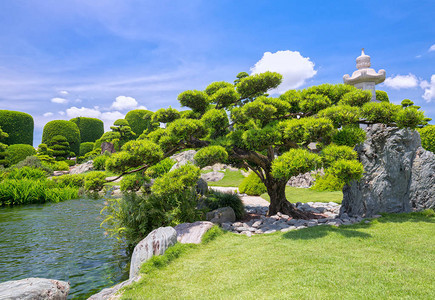 生态旅游中的美丽花园与众多承载着日本传统园林传统文化的柏树松树石头水图片