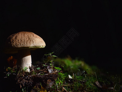秋天阳光下草原上蘑菇的奶油蘑图片