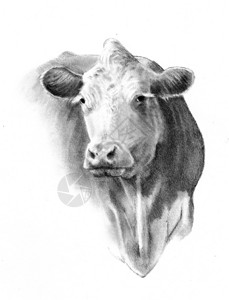 一幅写实的写意的牛头铅笔画背景图片
