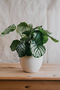 CalatheaOrbifololia在友好家庭环图片